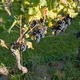 2025 Skördefest Arilds vingård / Paradiset på Kulla