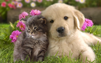 Cats_and_dog